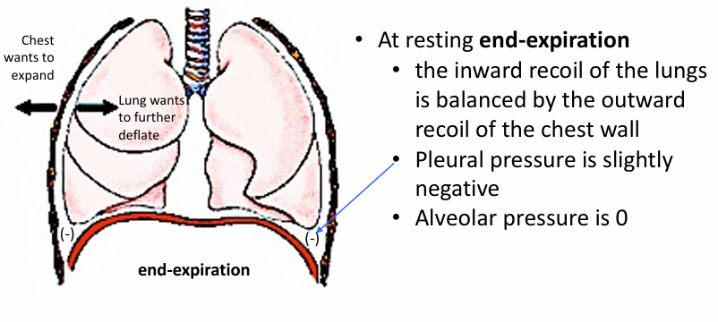 <p>-lungs and chest wall together in a breathing patient</p>