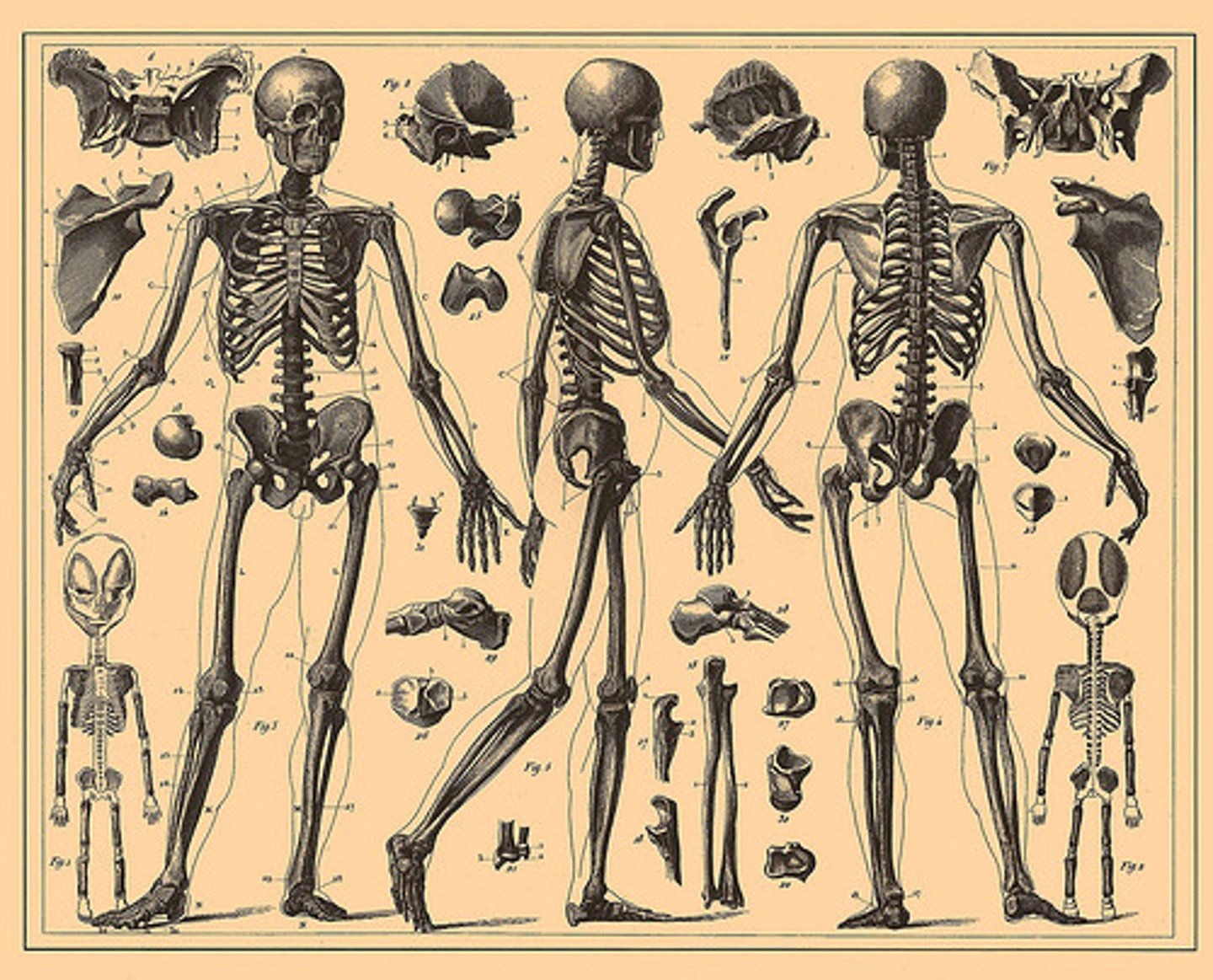 <p>Creates framework of the body, protects internal organs, produces blood cells, acts as levers for muscles. Ex: bones and cartilage, provide for organ attachment.</p>