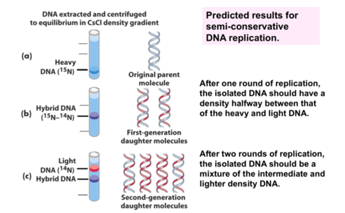 <p>Used isotope of nitrogen to change the weight of DNA N15 &amp; N14, demonstrated that the semi-conservative model is the best description of replication.</p><p>FIX</p>