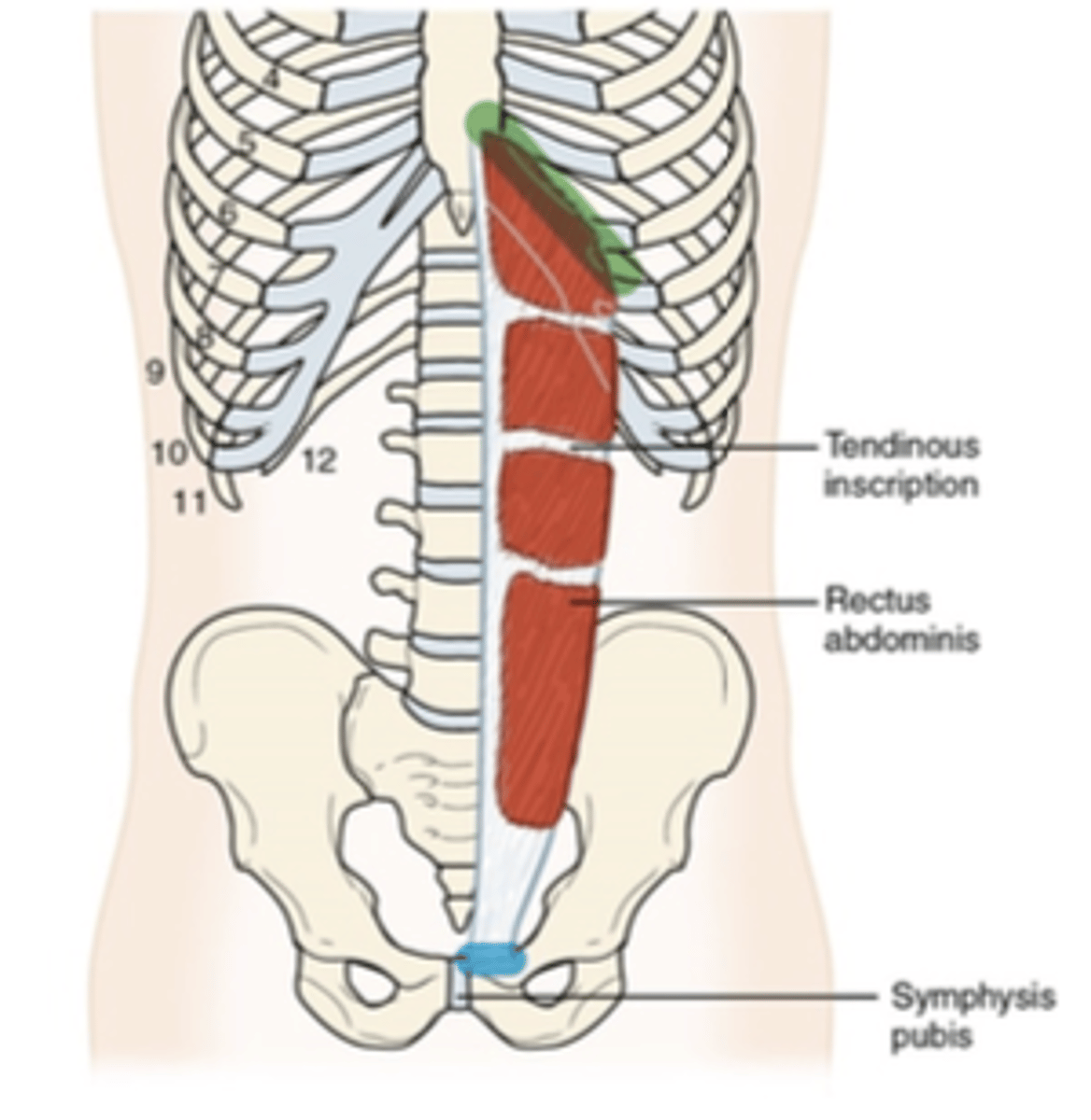 <p>What muscle is this?</p>