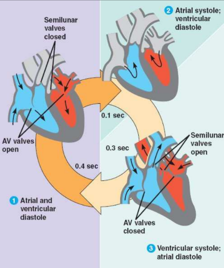 <ol><li><p>Atrial and ventricular<strong> diastole (0.4)</strong></p></li><li><p>Atrial <strong>systole</strong> ventricular <strong>diastole (0.1)</strong></p></li><li><p>Ventricular<strong> systole </strong>atrial<strong> diastole (0.3)</strong></p></li></ol><p></p>