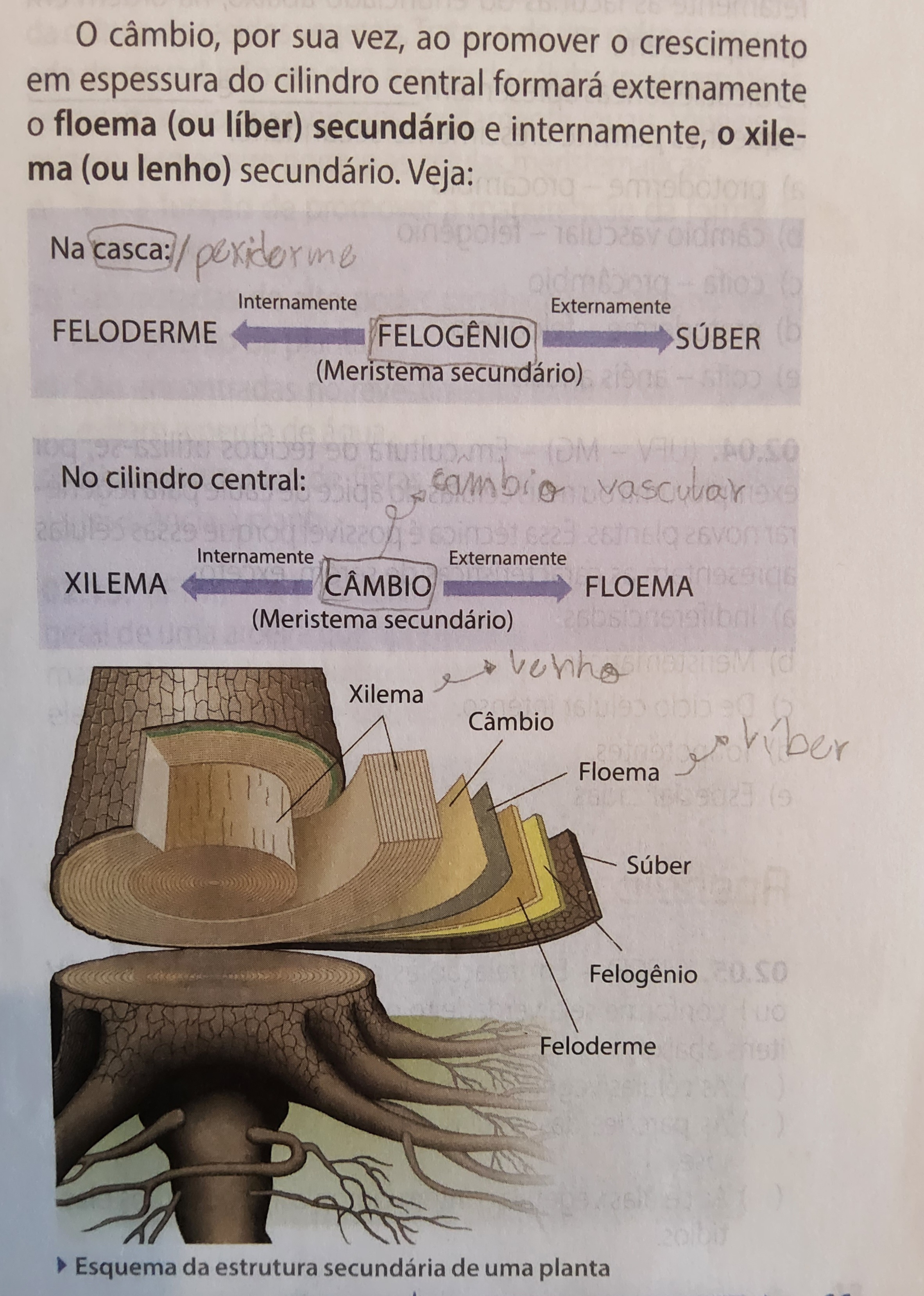 SECUNDÁRIO:

* cresce em largura, ← →
* angiospermas dicotiledôneas e gimnospermas
* se fizer um coração na árvore e voltar muito tempo depois, ele continua na mesma altura, pq a planta só cresce nos meristemas primários (rede)