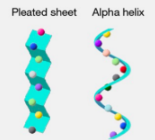 <p>Sequence of amino acids folds into a 3D shape. Stabilized by hydrogen bonds</p>