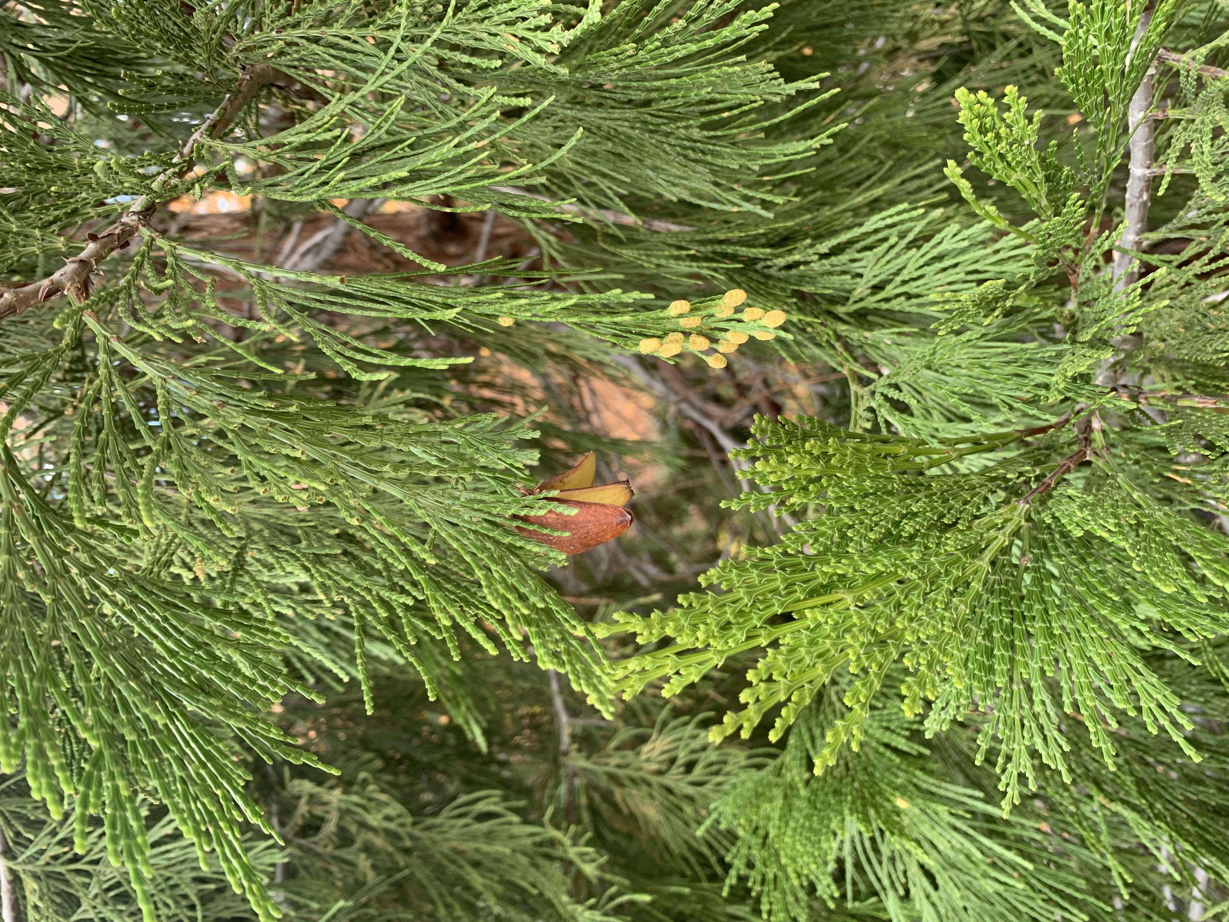 <p>zone 5</p><p>50’x10’</p><p>looks like a juniper, fragrant foliage, duck bill cones</p><p>specimen for habit/fragrance, hedge</p>