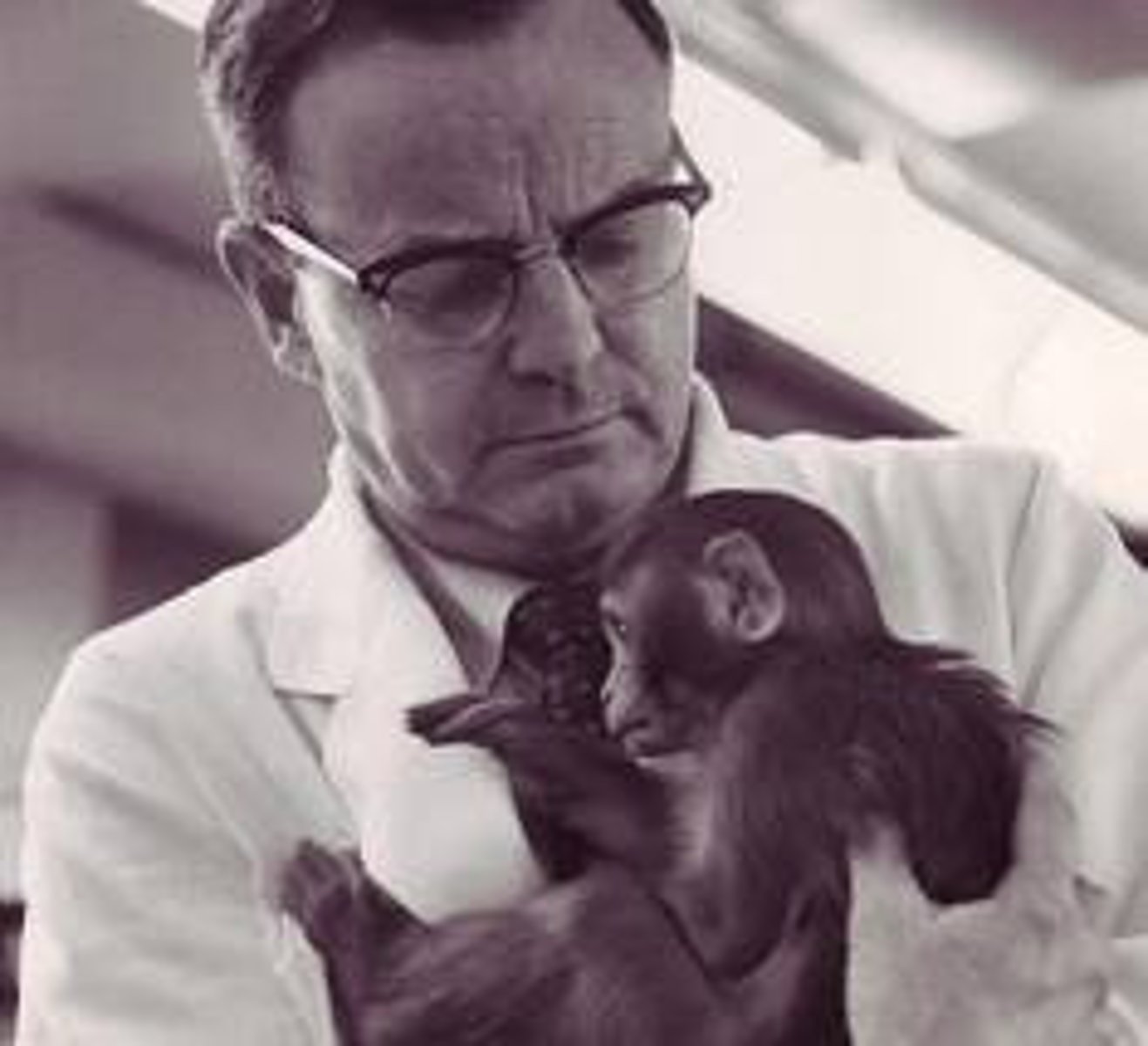 <p>Studied attachment in monkeys with artificial mothers</p>