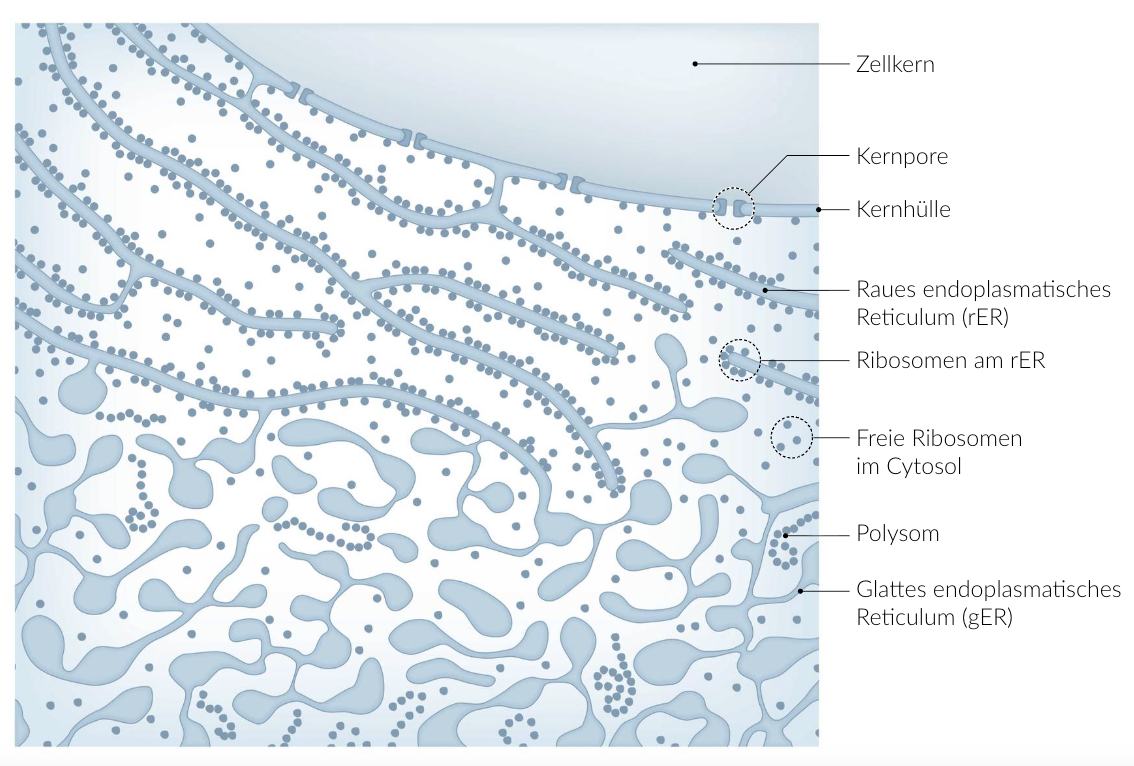 <p>E. In the cytosol</p>