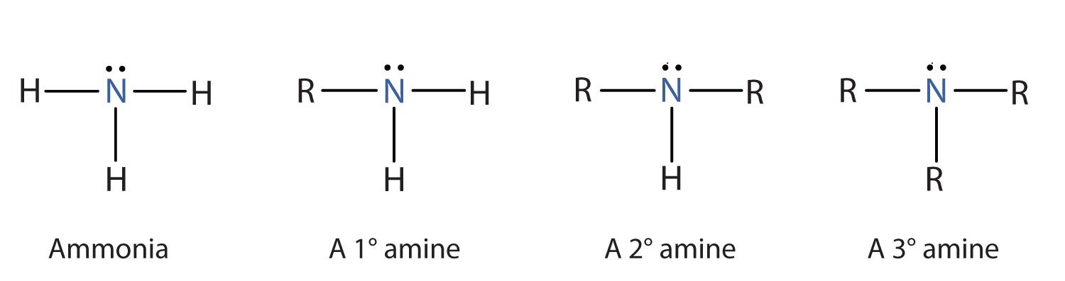 <ul><li><p>primary → bonded to one R group</p></li><li><p>secondary → bonded to two R groups</p></li><li><p>tertiary → bonded to 3 R groups</p></li></ul>