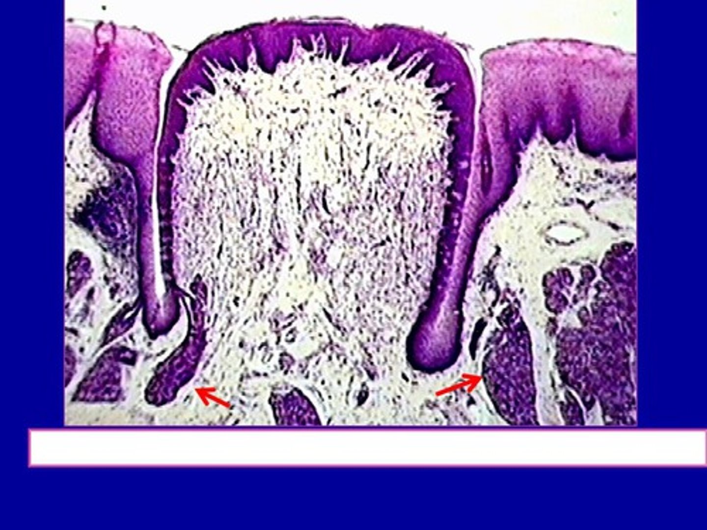 <p>von Ebners salivkörtlar som tömmer sig i vallgravarna i syfta att spola rent så att vi ska kunna känna ny smak på bästa sätt - viktigt för smakupplevelsen</p>