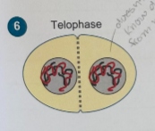 <p>two new nuclei form, a cleavage furrow forms across the midline of the parent cell, pinching it in two</p><ul><li><p>in cell plants: cell plate</p></li></ul><p></p>