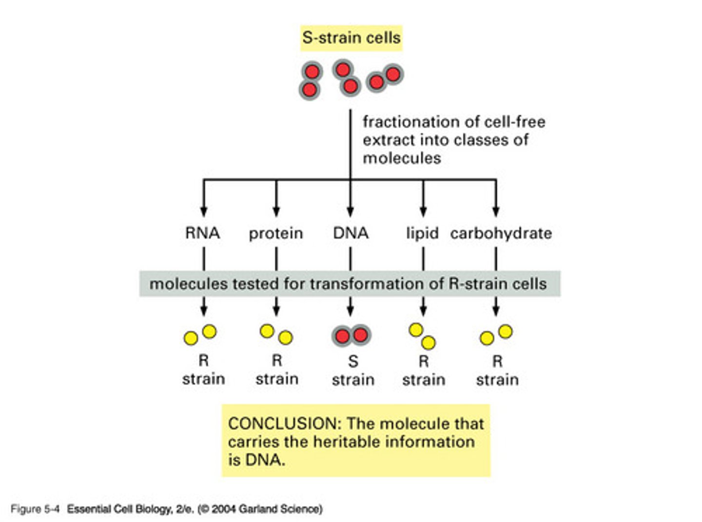<p>Experiment in which the transforming material was revealed to be DNA</p>