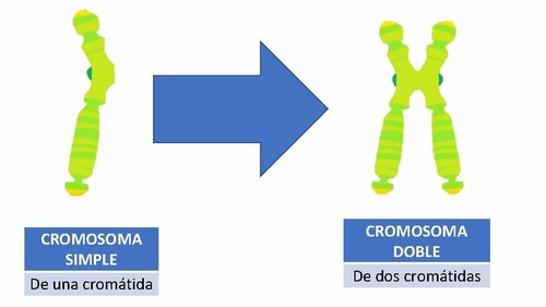 <p>Mitades simétricas de un cromosoma constituidas por material genético duplicado.</p>