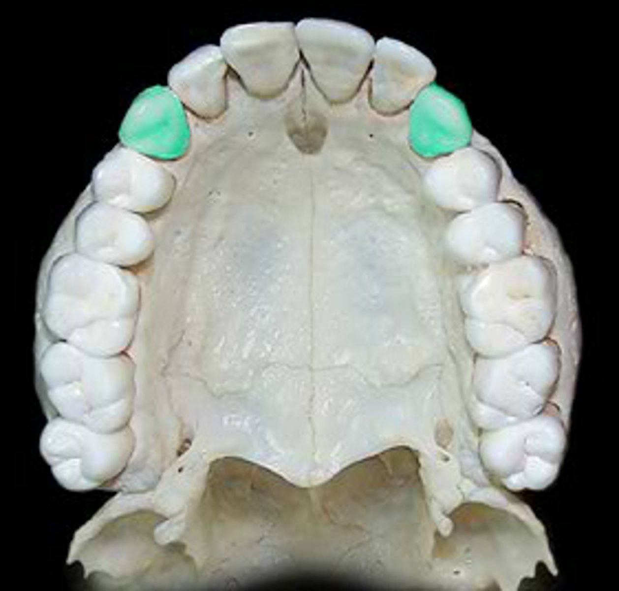 <p>on either side of incisors, used for tearing</p>