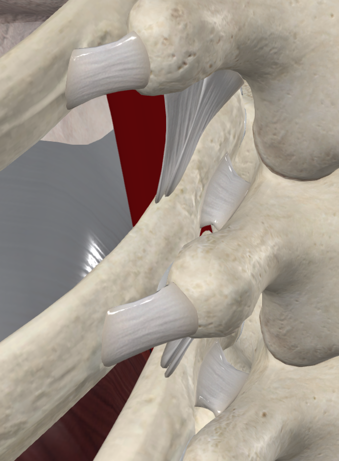 <p>Costotransverse joint</p>