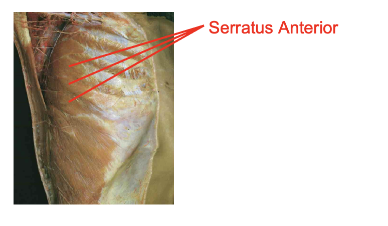 <ul><li><p>serratus Anteiror</p></li></ul><p>Origin</p><ul><li><p>lateral surface of superior ribs</p></li></ul><p>Insertion</p><ul><li><p>meidal (vertebral) border of scapula</p></li></ul><p></p>