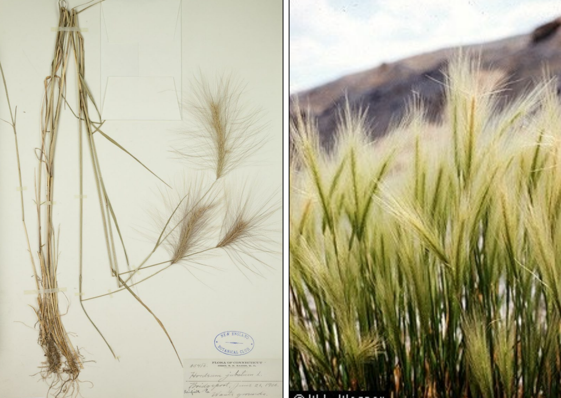 <p>Awns are soft, same length and go in sameish direction</p><p>glumes are on short pedicel</p>