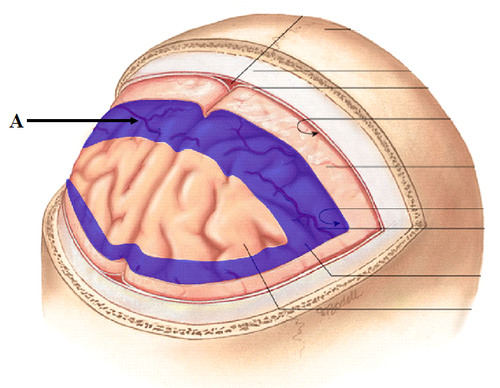 Inner layer of the meninges; intimately attached to brain following contours; carries small blood vessels to nourish underlying nervous tissue;