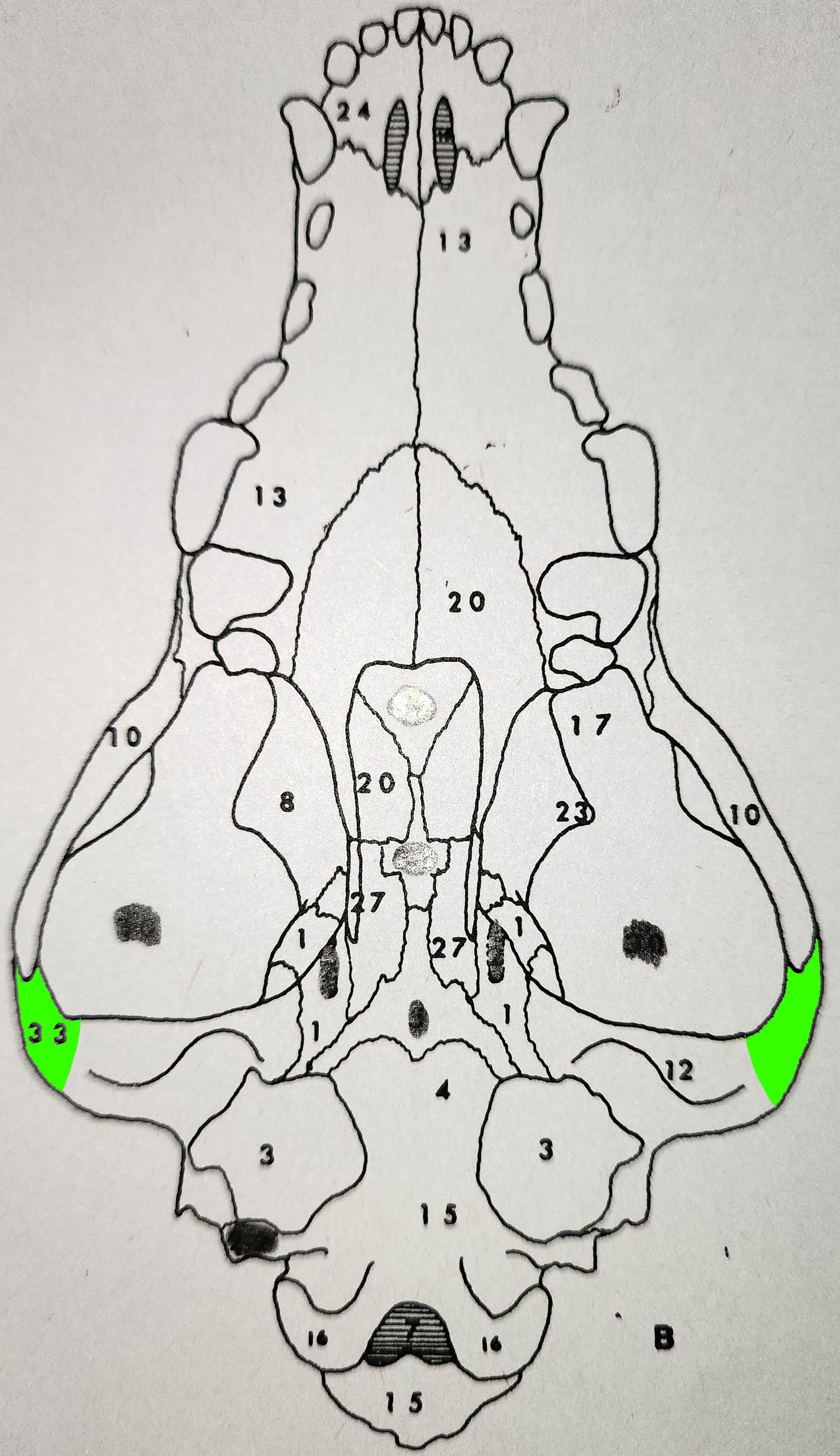 knowt flashcard image