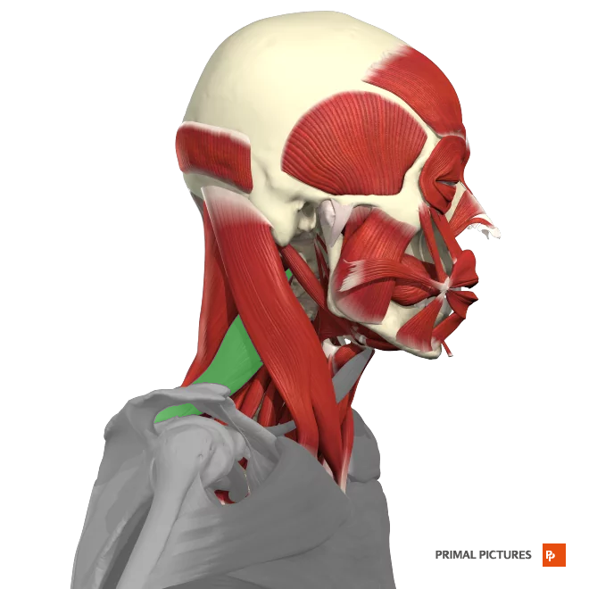 <p>Elevates the scapula </p><p>rotates the scapula downward</p><p>laterally flexes neck </p>