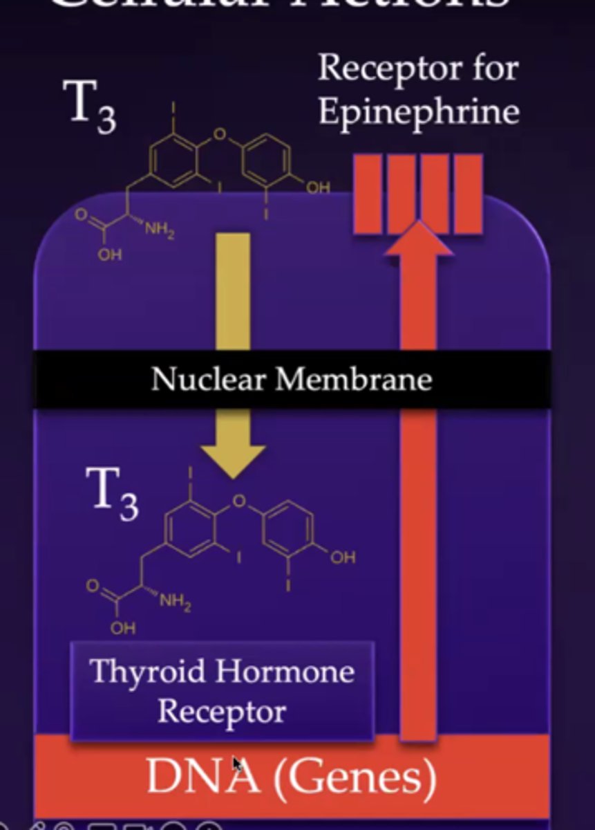 <p>TH is ____________ on epinephrine's cellular actions</p>