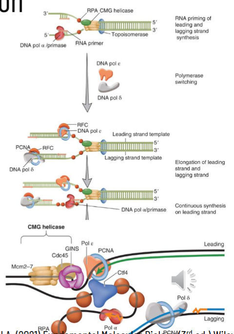 <p>replication involves polymerase switching</p><p>once CMG helicase separated DNA, RNA primer has to be laid down</p><ul><li><p>DNA pol-alpha/primase binds to initiation complex and makes a primer of 7-10 nucleotides of RNA and then 25-35 nucleotides of DNA → DNA part serves as initiator</p></li><li><p>DNA pol-alpha/primase switches to lagging strand for DNA pol-delta for replication; DNA pol-epsilon does replication on the leading strand (polymerase switching)</p></li></ul><p></p>