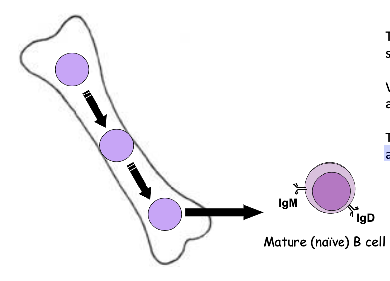 <p>in the 2 primary lymphoid organs:</p><ul><li><p><span>Developing B cells in bone marrow</span></p></li><li><p><span>Developing T cells in the thymus</span></p></li></ul><p></p>