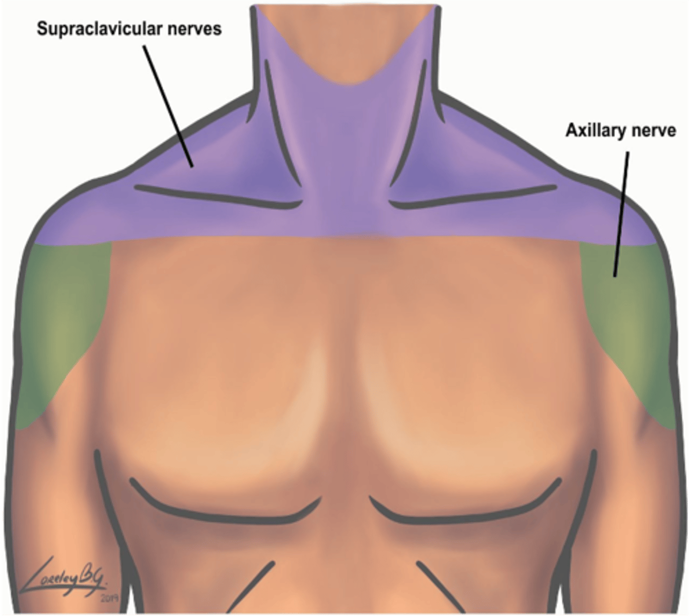 <p>Supraclavicular nerve</p>