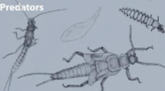 <p>Predators</p>