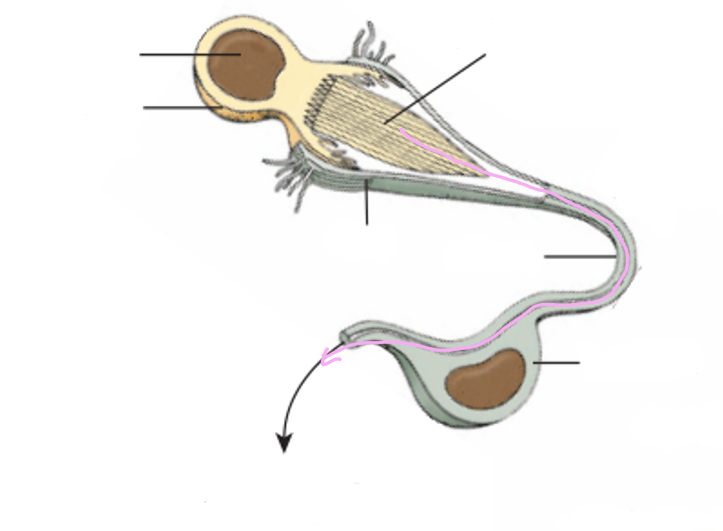 <p>Protonephridial system </p>