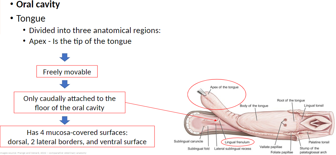 <p><strong>Anatomical Regions of the Tongue</strong>: Divided into three regions</p><p><strong>Apex</strong>: Is the tip of the tongue<br> Freely movable to help manipulate food during chewing and swallowing<br> Only caudally (toward the back) attached to the floor of the oral cavity, allowing flexibility<br> Has 4 mucosa-covered surfaces: dorsal (top), 2 lateral borders (sides), and ventral surface (bottom)</p>