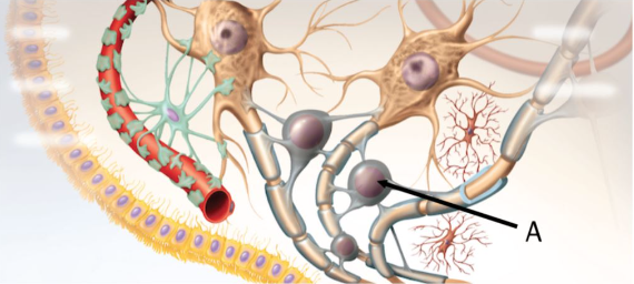 <p>Which type of glial cell is indicated by the arrow labeled A?</p>