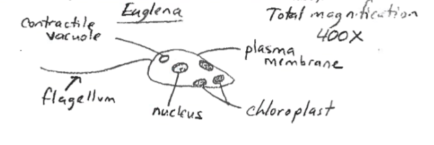 <p>A unicellular organism that is in both plants and animals. A mixotroph. “Plant like” protist</p>