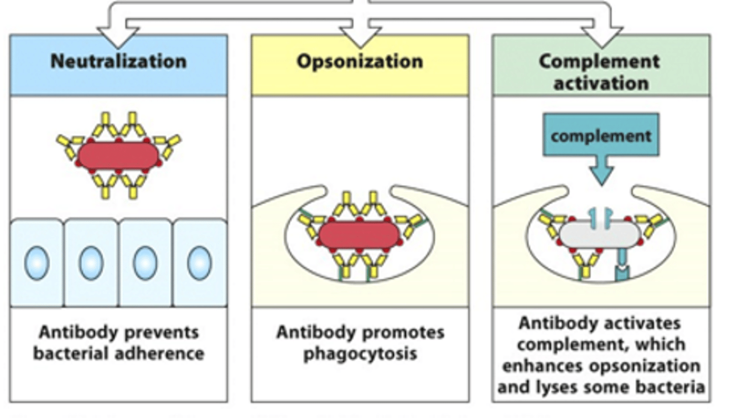 <p>- Can neutralise toxins/bacteria</p><p>- Can opsonise pathogens --&gt; coat it in molecules that signal for phagocytosis</p><p>- Can activate the complement system which enhances opsonisation and phagocytosis</p>