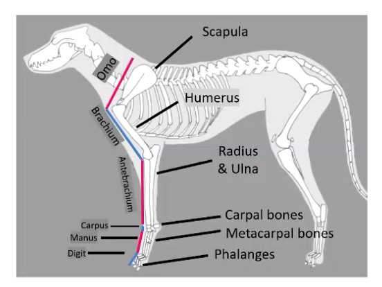 <p>Omo (shoulder)</p><p>Brachium (arm) - from shoulder to elbow</p><p>Antebrachium (forearm) - from elbow to carpus</p><p>Carpus (wrist)</p><p>Manus (hand) - distal to carpus</p><p>Digit (toe)</p>