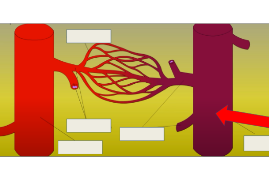 <p>carry oxygen poor blood to heart</p>