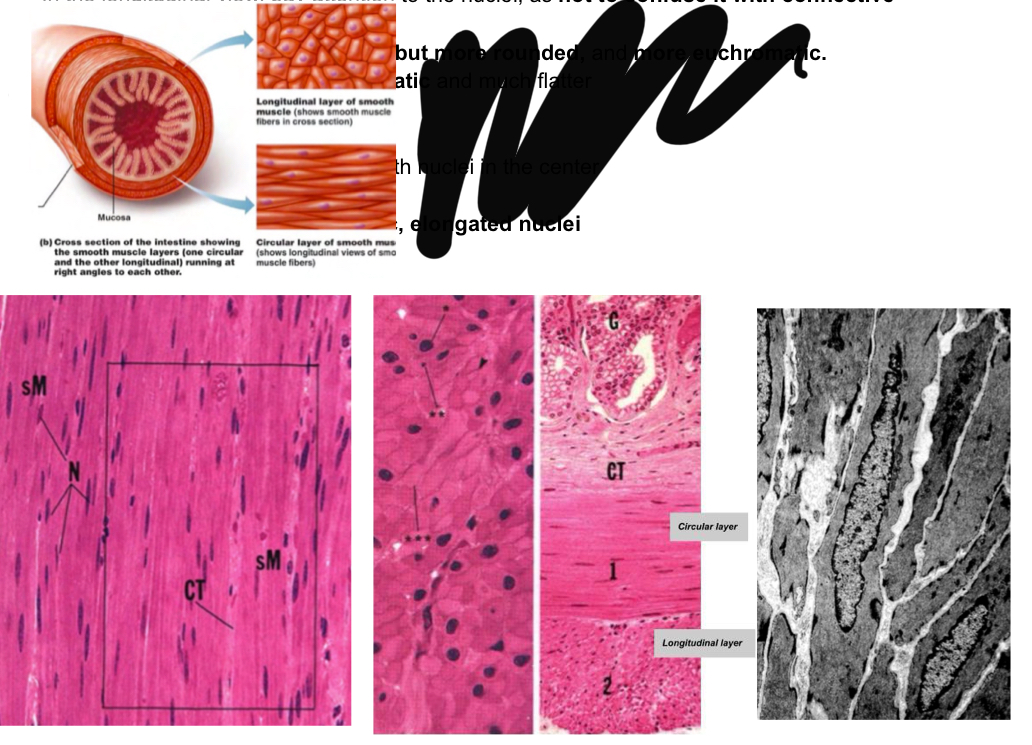 <ul><li><p>no striations (fusiform)</p></li><li><p>Each fiber formed by a single cell kkept together by connective tissue and connect thru GAP junctions OR single individual cells innervated each by a separate nerve fiber</p></li><li><p>surrounded by a basal membrane like endomysium</p></li><li><p>No t tubules or sarcoplasmic reitculum, insted have pinocytic caveolae and SER in periphery</p></li><li><p>For non voluntary contraction</p></li><li><p>modulated by innervation and chemical stimuli,</p></li><li><p>Slower contraction than skeletal muscle</p></li><li><p>Organization:</p><ul><li><p>Elongated central nuclei-not to be confsd with those f connective tissue or more heterochromatic and flatter fibroblasts— smooth muscle cells are more euchromatic</p></li><li><p>Circular layer than runs tranvesally and around and a longitudinal layer that runs along the tube</p></li></ul></li></ul><p></p>