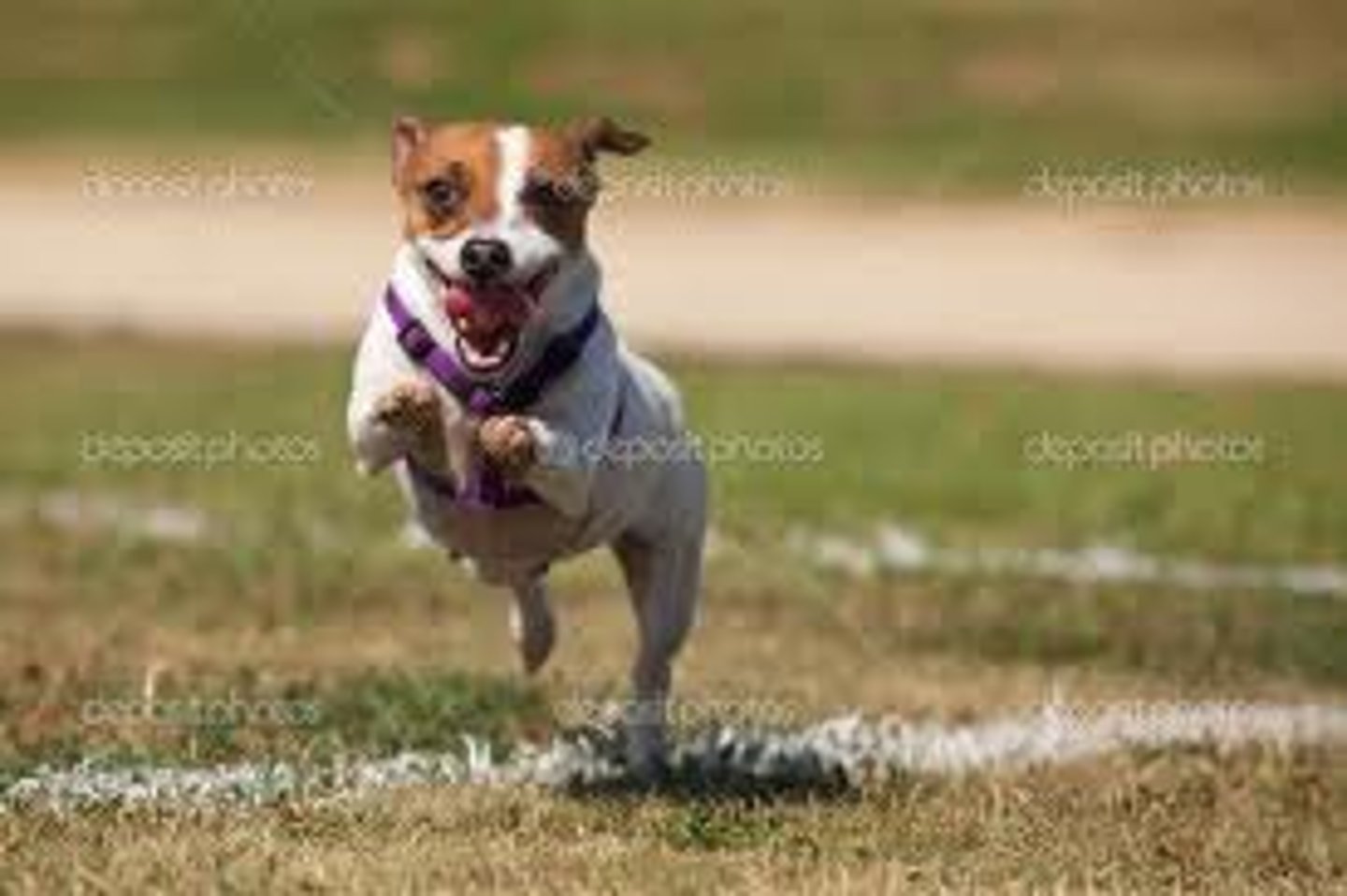 <p>mạnh mẽ, hoạt bát, đầy sinh lực</p>