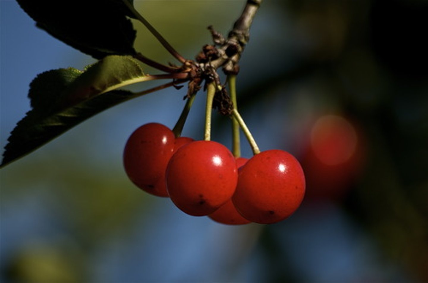 <p>hard part inside some fruit — pestka</p>