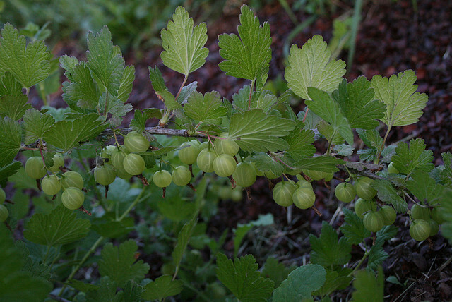 <ul><li><p>intermediate - intol of shade</p></li><li><p>leaves: palmate, margin varies, soft feel</p></li><li><p>buds: tan, scaled, little spines at base</p></li><li><p>repro: berries, grape-look</p></li></ul>