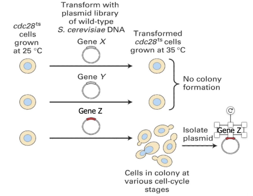 <p><strong>Step 2: Add genes from a cDNA library</strong></p><ul><li><p>A <strong>cDNA library</strong> contains DNA versions of expressed genes (no introns), made from mRNA using <strong>reverse transcriptase</strong></p></li><li><p>This library is introduced into the mutant cells, one gene at a time, to see if any restore normal function</p></li><li><p>Screen each cDNA at restrictive temperature:</p><ul><li><p><strong>Gene X/Y</strong> → no rescue</p></li><li><p><strong>Gene Z</strong> → rescues cell division = likely wild-type of mutated gene</p></li></ul></li></ul><p></p>