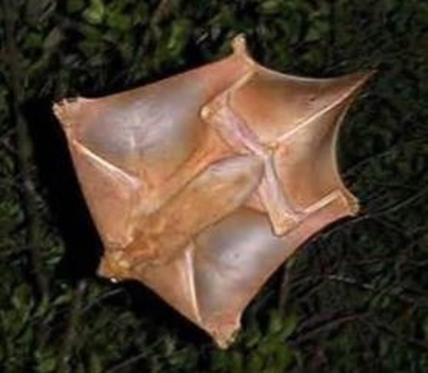 <p>What animal is this?</p>