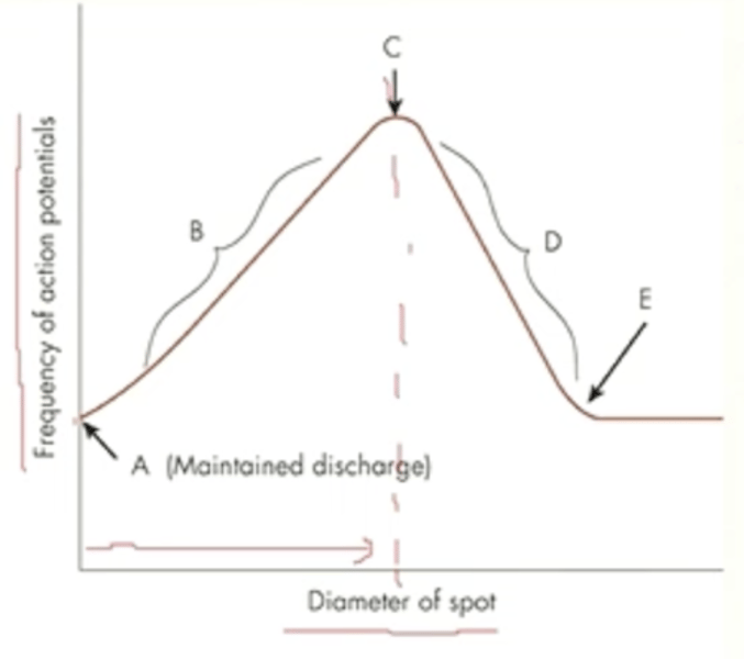 <p>When measuring receptive field in an animal (such as a monkey or a cat), how does the action potential rate change with an <em>increasing</em> stimulus size?</p>