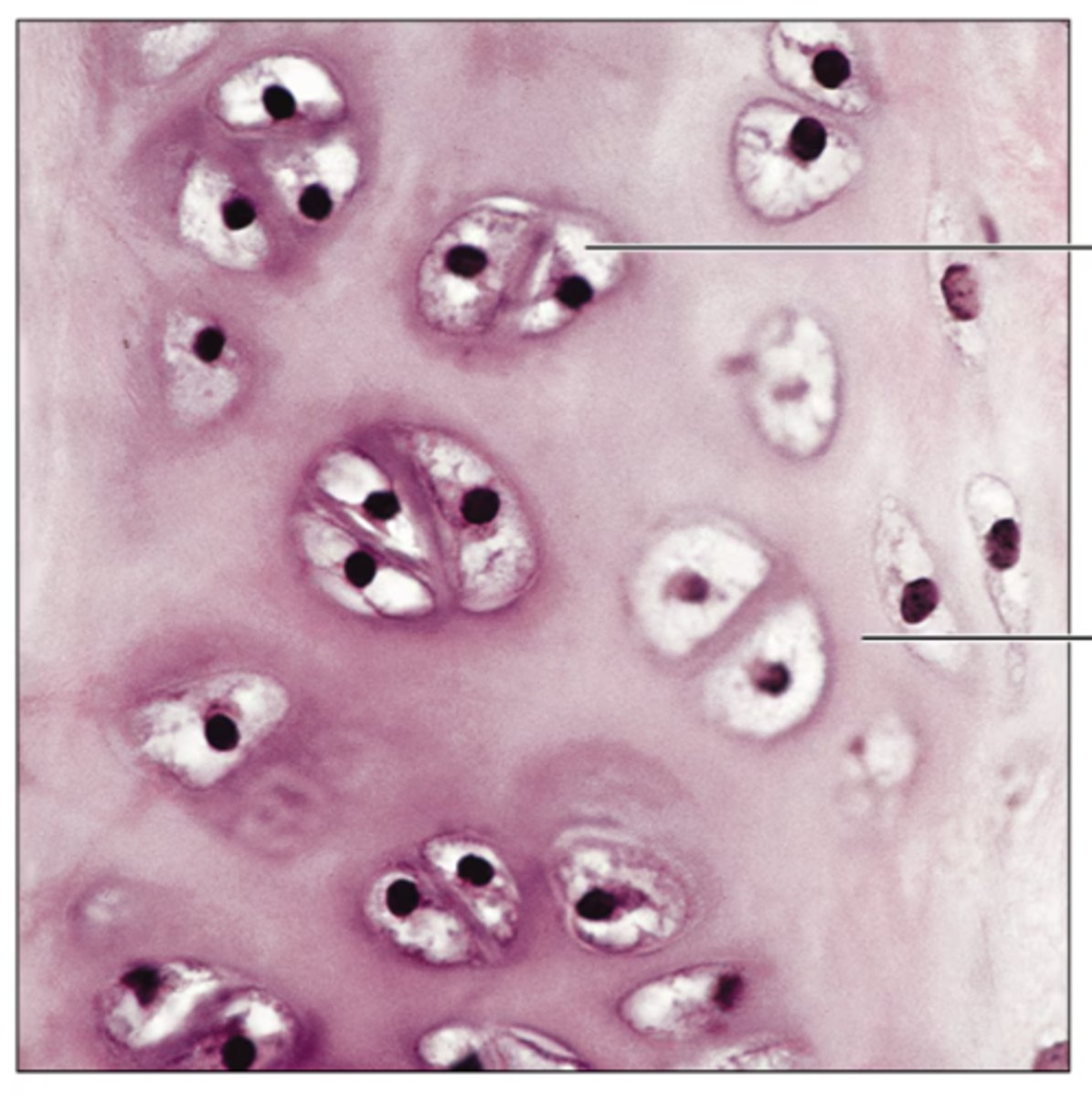 <p>Identify the tissue.</p>