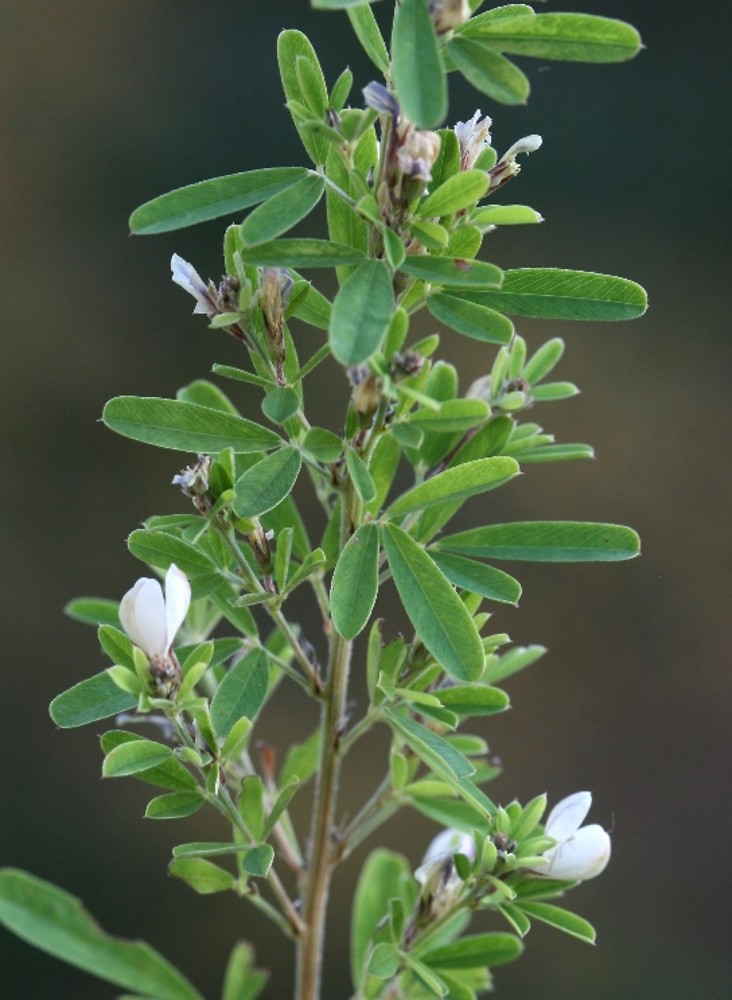 <p><em>Lespedeza sericea</em>, prolific seed producer but indigestible, allelopathic, produces chemicals to prevent native plants from growing in surrounding area</p>