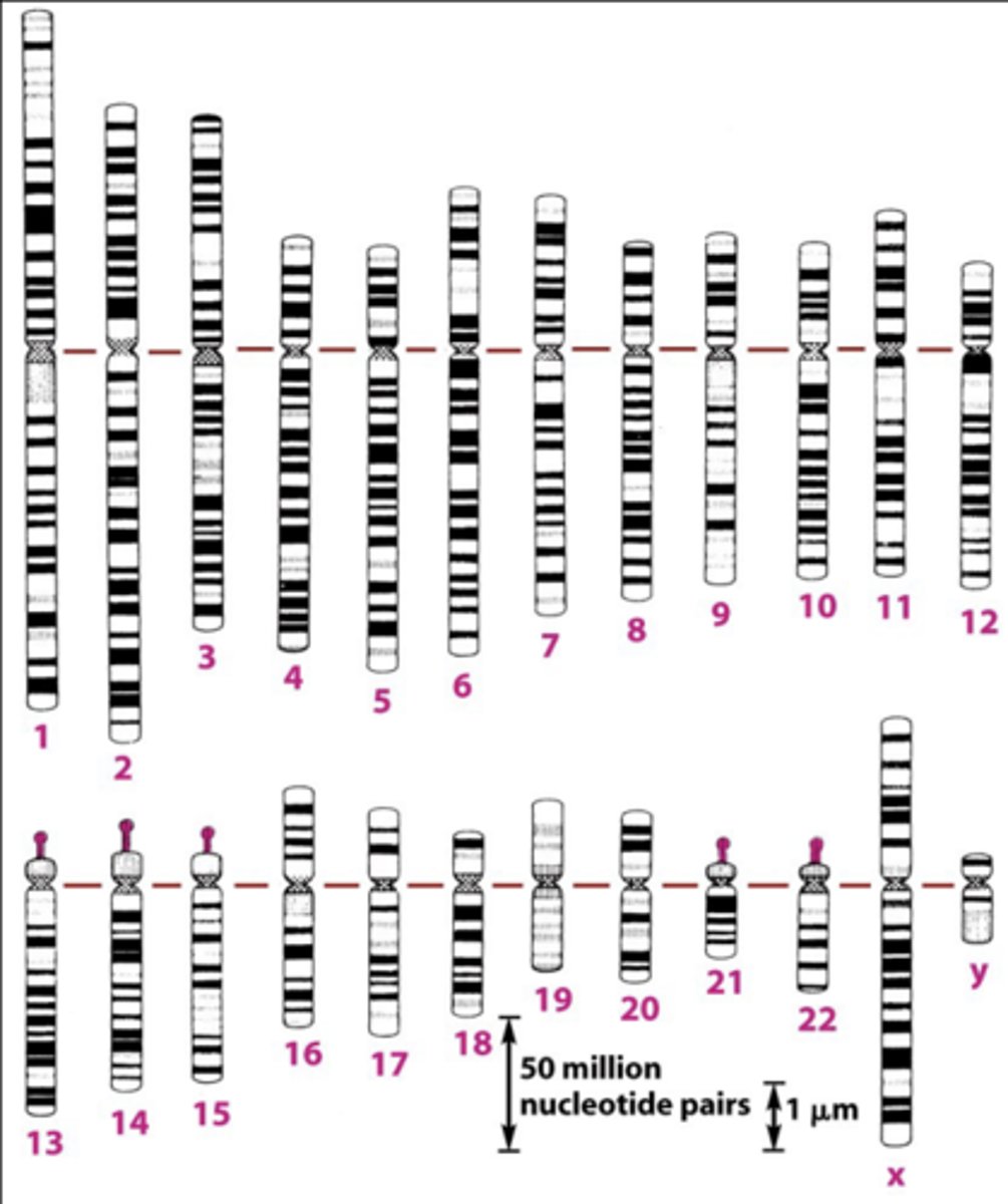 <p>- giemsa stain binds phosphate groups on DNA, creates G-banding patterns. </p><p>- giemsa binds tighter to highly condensed DNA, creating a darker band. </p><p>- lighter bands=gene rich regions </p><p>- G-banding pattern is a chromosome identifier.</p>
