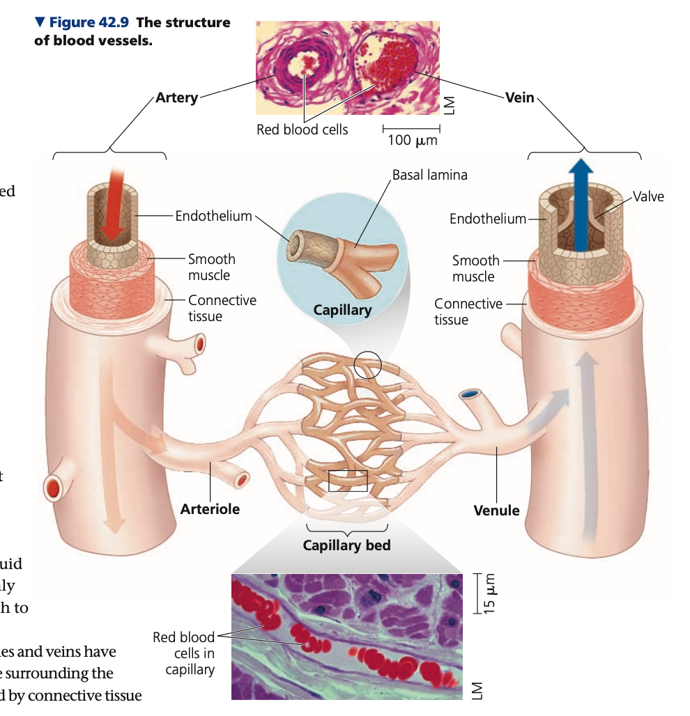 <p><strong>Endothelium</strong></p><ul><li><p>A __ layer of flat epithelium line the central _____ (cavity) of all blood cells</p></li><li><p>minimizes ______ to fluid flow</p></li><li><p>Surrounded by tissue layers that differ depending on the type of blood tissue</p></li></ul>