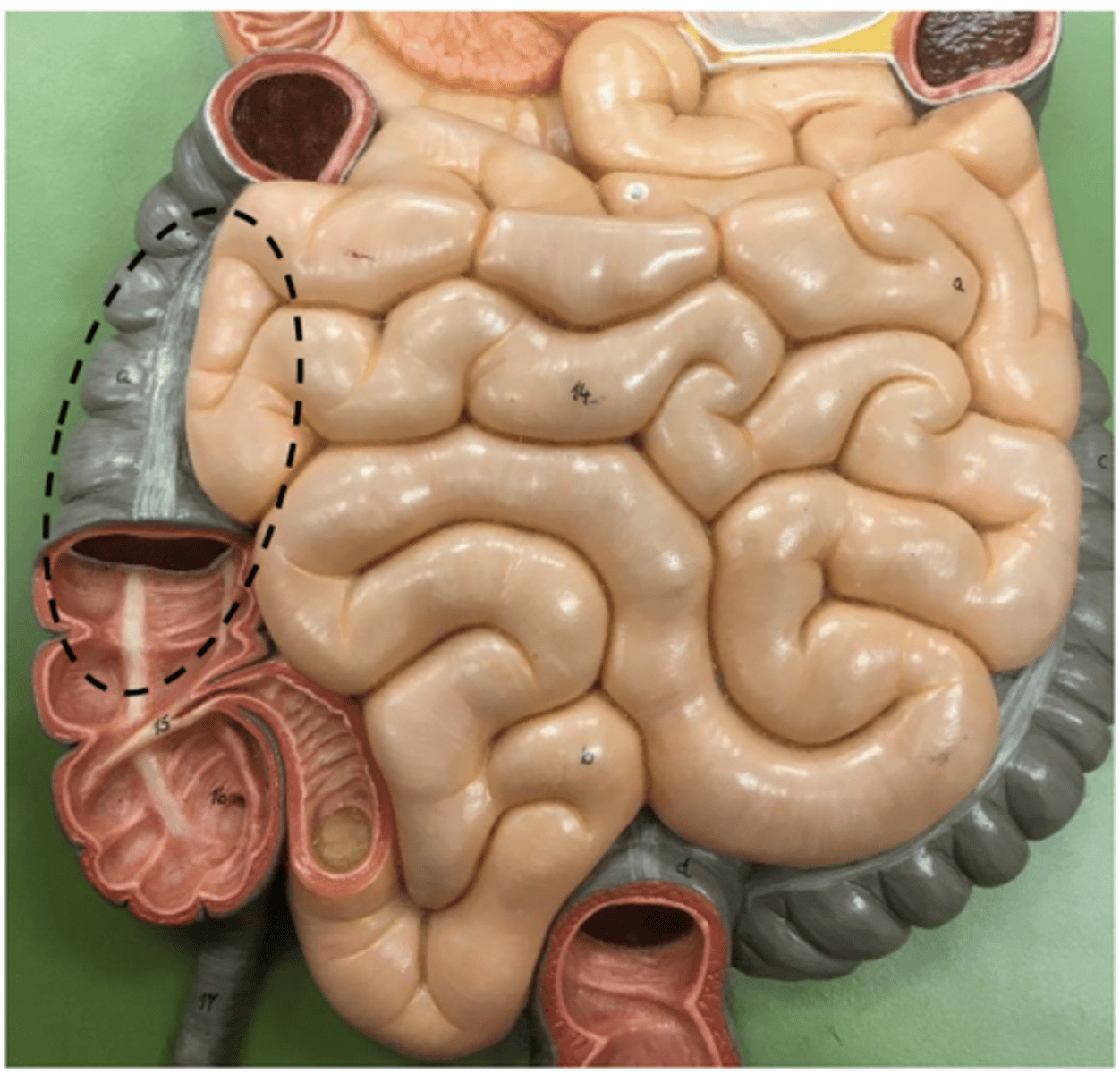 knowt flashcard image