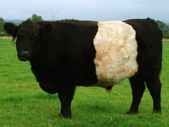 -Originated in SCOTLAND
-Black with white "belt" on barrel (polled), large sized
-Easy calving, disease resistant, adaptable