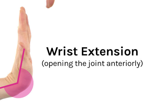 <p>Wrist Extension</p>