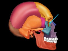 <p>small fragile bone making up part of the front inner walls of each eye socket and providing room for the passage of the lacrimal ducts</p>