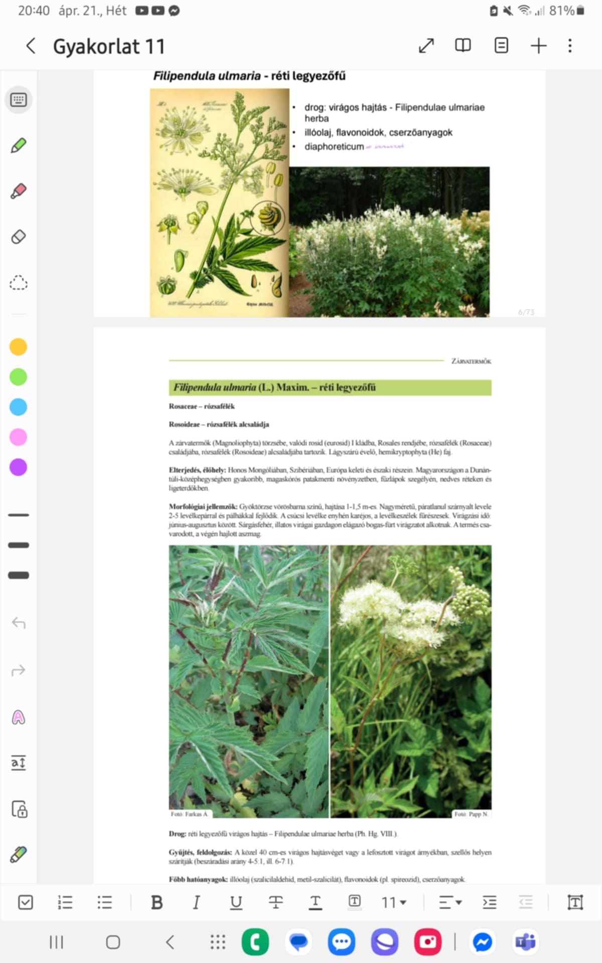 <p><strong>RÉTI LEGYEZŐFŰ</strong></p><p><strong>Család, alcsalád, faj:</strong></p><p>Rosaceae - Rózsafélék családja</p><p>Rosoideae - Rózsafélék alcsaládja</p><p><strong>Előfordulás:</strong> honos Mongóliában, Szibériában, Európa K-i és É-i részén;</p><p>MO.: Dunántúli-kph., magaskórós patakmenti növényzetben, fűzlápok szegélyén, nedves réteken, ligeterdőkben</p><p><strong>Morfológia:</strong></p><ul><li><p>lágyszárú évelő, hemikyptophyta</p></li><li><p>GYÖKTÖRZS: vörösbarna</p></li><li><p>HAJTÁS: 1-1,5 m</p></li><li><p>LEVÉL: nagy, páratlanul szárnyalt → 2-5 levélkepár és pálha; csúcsi levélke: enyhén karéjos, levélkeszél fűrészes</p></li><li><p>VIRÁGZAT: gazdagon elágazó bogas-fürtv. → sárgásfehér, illatos virág, jún.-aug.</p></li><li><p>TERMÉS: csavarodott, végén hajlott aszmag</p></li></ul><p><strong>Drog: </strong>réti legyezőfű virágos hajtás - Filipendulae ulmariae herba (VIII.)</p><p><strong>Hatóanyag:</strong> illóolajok (szalicilaldehid, metil-szalicilát), flavonoidok, cserzőanyagok</p><p><strong>Alkalmazás:</strong> diaphoretikum = izzasztó (meghűlés)</p><p><strong>Gyűjtés:</strong> árnyékban, szellőzve szárítás</p>